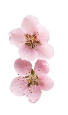 izole sakura çiçek