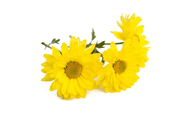 Yellow chrysanthemum isolated — Stock Photo, Image