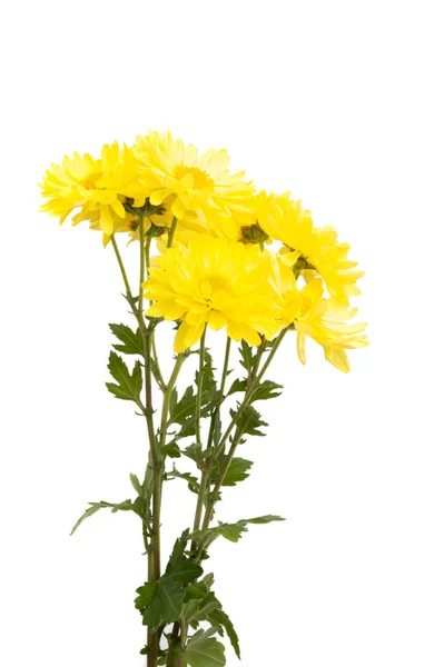 Gele chrysant geïsoleerd — Stockfoto