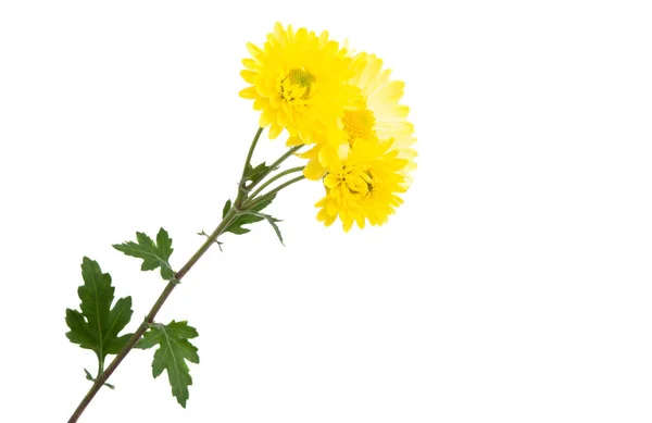 Gelbe Chrysantheme isoliert — Stockfoto