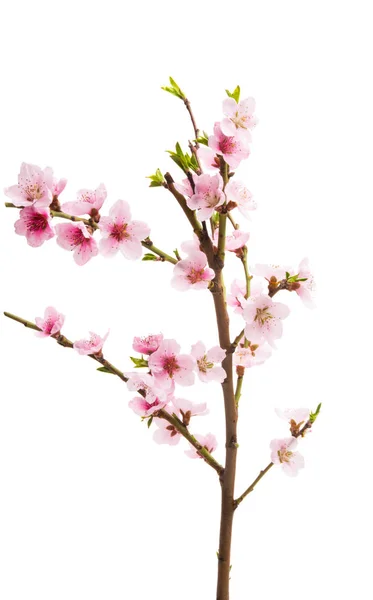 Sakura blomma isolerade — Stockfoto