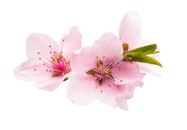 Flor de sakura isolada — Fotografia de Stock