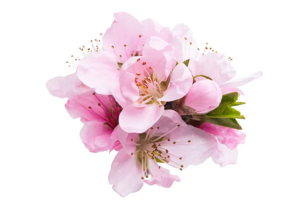 Flor de sakura aislada —  Fotos de Stock