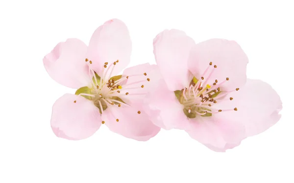 Сакура квітка ізольовані — стокове фото