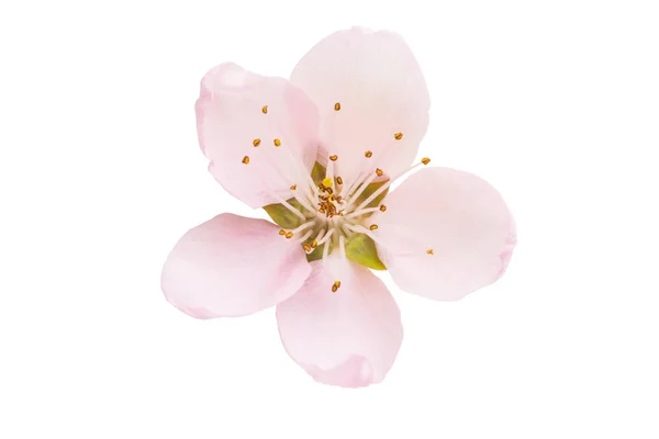 Sakura blomma isolerade — Stockfoto