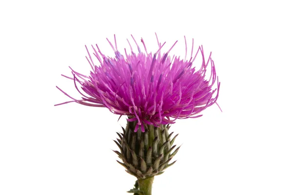 Burdock flower isolated — Stock Photo, Image