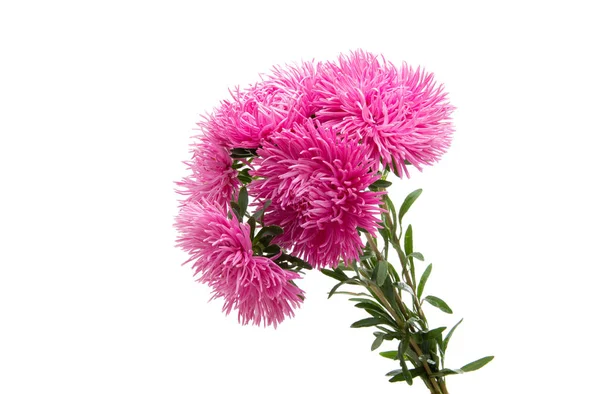 Asters bouquet isolated — Stock Photo, Image