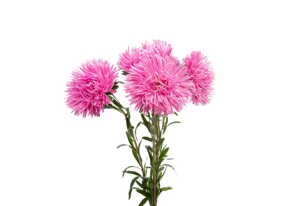 Asters bouquet isolated — Stock Photo, Image