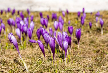first spring crocuses in the spring 