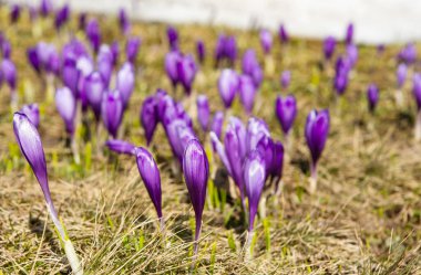 first spring crocuses in the spring 