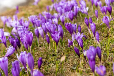 first spring crocuses in the spring 