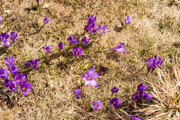 Primera primavera azafranes en la primavera — Foto de Stock