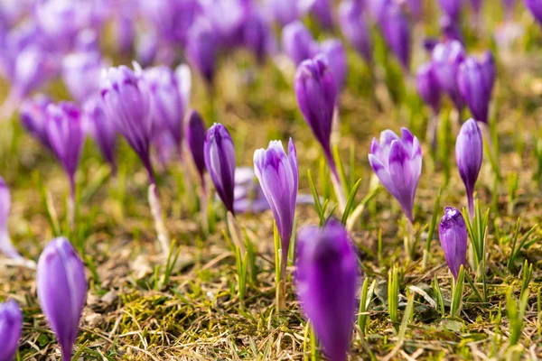 first spring crocuses in the spring 