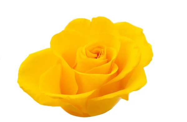 Yellow rose isolated — Stock Photo, Image