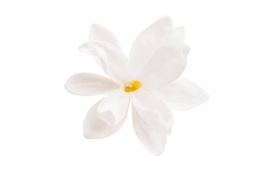 Leylak çiçeği izole edilmiş.