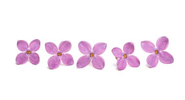 Leylak çiçeği izole edilmiş.