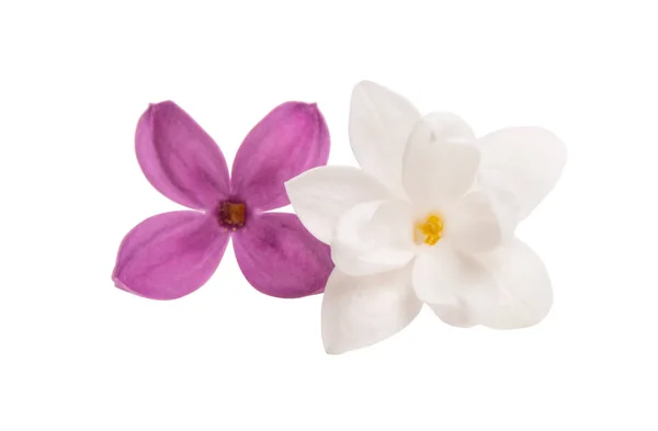 Lilac λουλούδι closeup απομονωμένο — Φωτογραφία Αρχείου