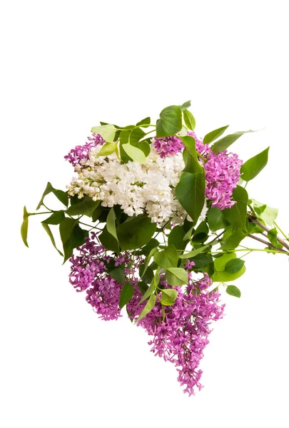 Lilac flower closeup isolated — Stock Photo, Image