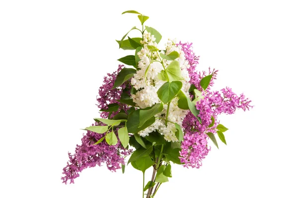 Lilac flower closeup isolated — Stock Photo, Image