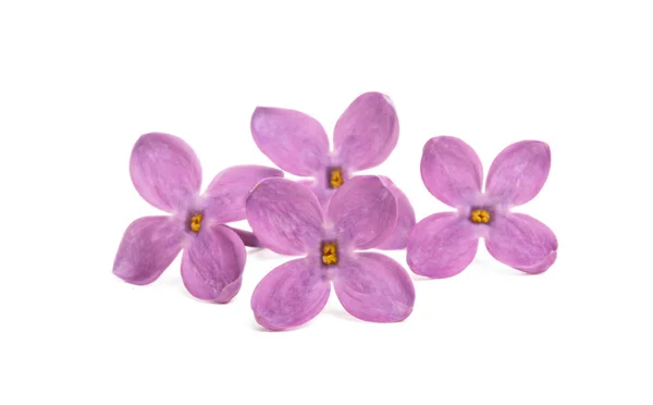 Fiore lilla primo piano isolato — Foto Stock
