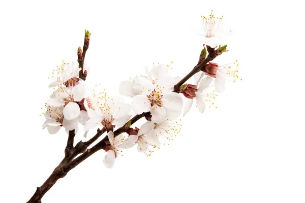 Rama de albaricoque con flores aisladas —  Fotos de Stock