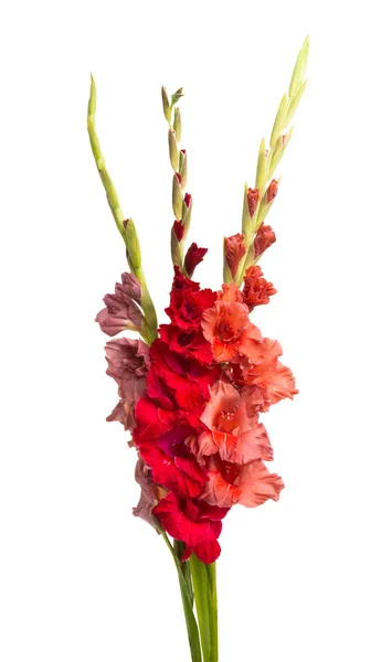 Gladiolus blommor isolerade — Stockfoto