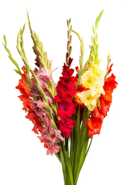 Gladiolo flores aisladas —  Fotos de Stock