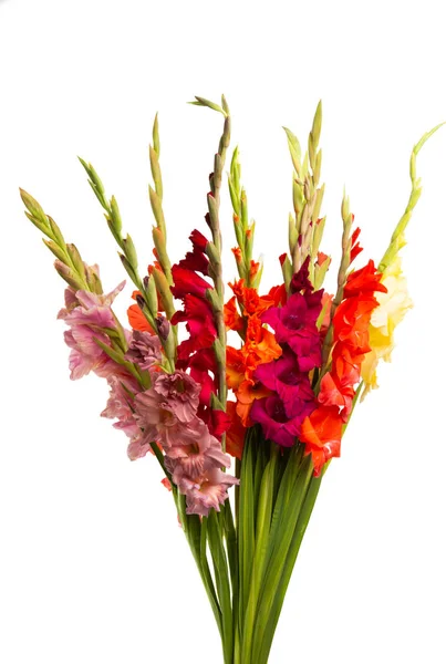 Gladiolo flores aisladas —  Fotos de Stock