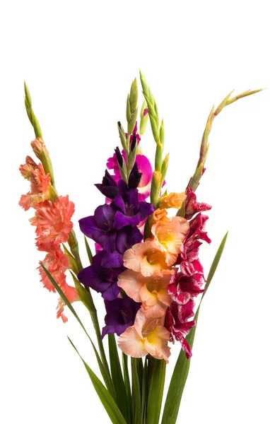 Gladiolus virágok elszigetelt — Stock Fotó