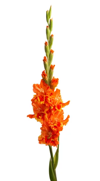 Gladiolus blommor isolerade — Stockfoto