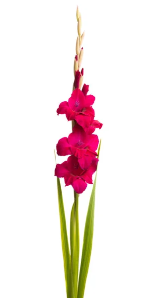 Gladiolus virágok elszigetelt — Stock Fotó