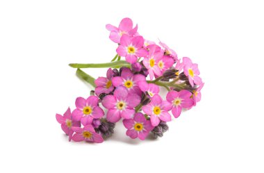 İzole unutma çiçekler 