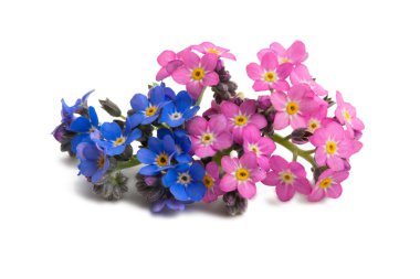 İzole unutma çiçekler 