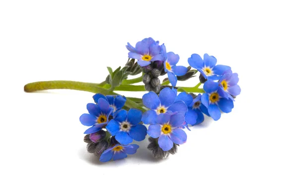 Forget-me-not flowers isolated — Stock Photo, Image