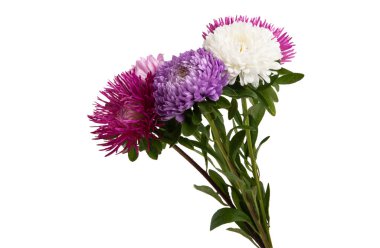 izole aster çiçekler 