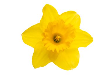 izole nergis çiçek