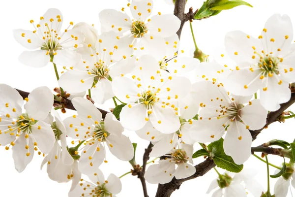 Spring branch with cherry flowers isolated — 스톡 사진