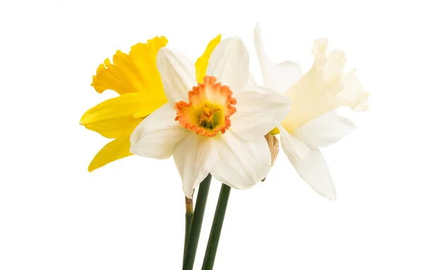 Daffodil flower isolated — Stock Photo, Image