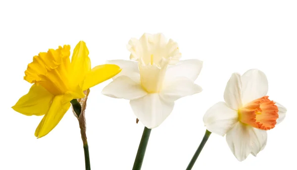 Flor de narciso aislada —  Fotos de Stock