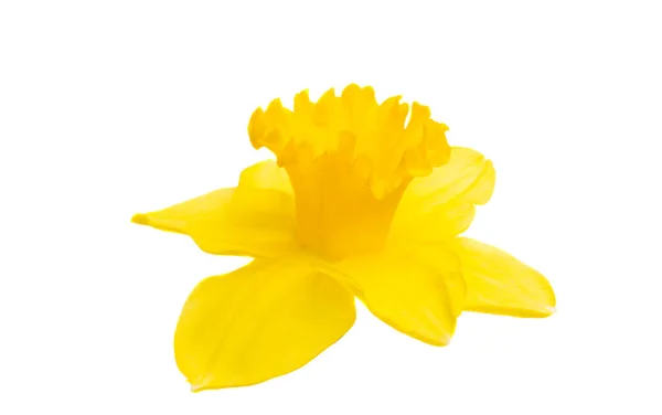 Daffodil flower isolated — Stock Photo, Image