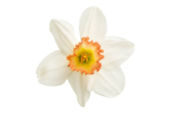 Flor de narciso isolada — Fotografia de Stock