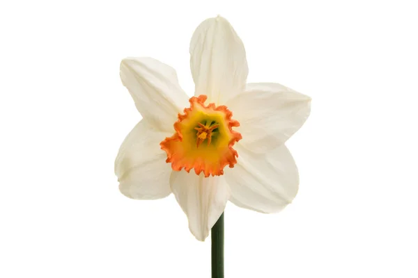 Daffodil flower isolated — Stock Photo, Image