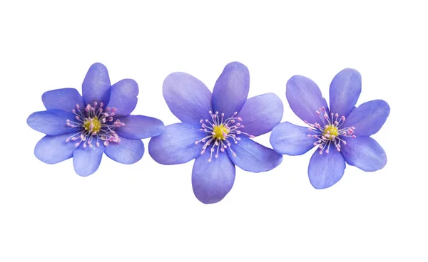 Hepatica nobilis — Zdjęcie stockowe