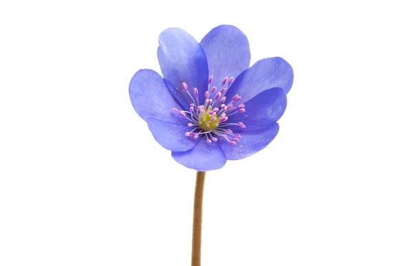 Hepatica nobilis — Foto Stock