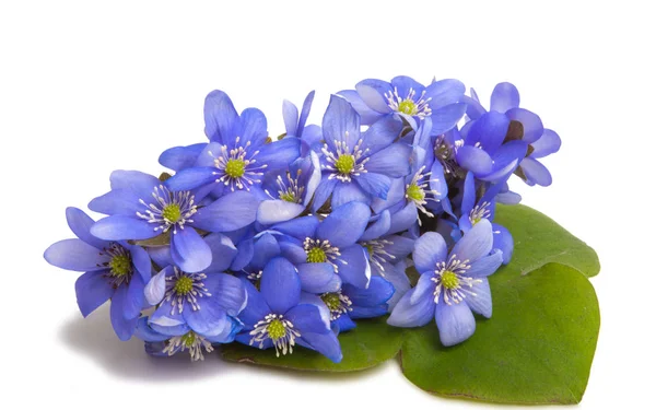 Hepatica nobilis — Stock Photo, Image