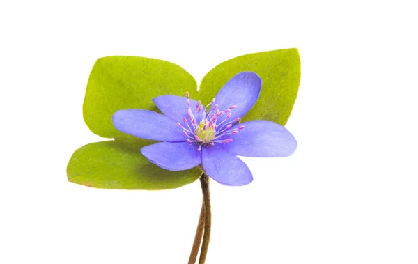 Hepatica nobilis — Foto de Stock