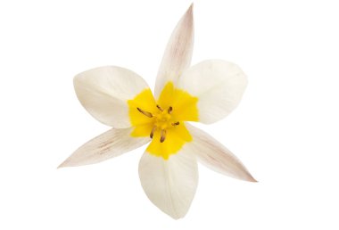 Vahşi lale izole edilmiş. 