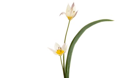 Vahşi lale izole edilmiş. 