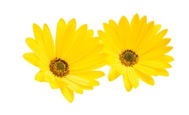 İzole Osteosperumum çiçek papatya 