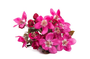 pink apple tree flowers isolated \